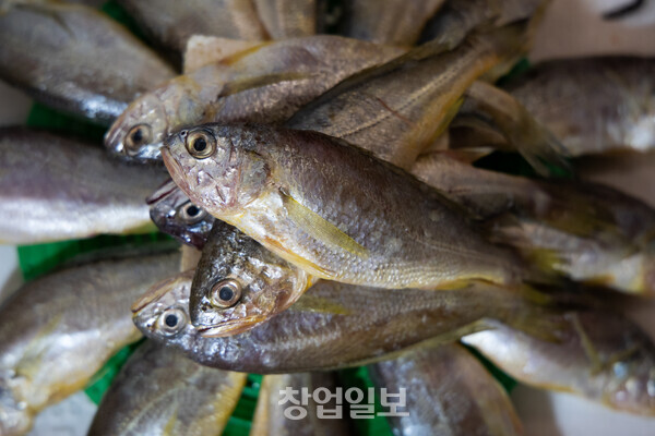 기(氣)를 붇돋아 주는 귀한 생선 조기 참조기, 부세, 수조기, 백조기 등 종류 다양…민어과에 속하는 바닷물고기