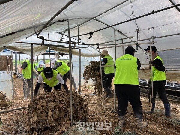농협경제지주 소매체인본부 직원들이 25일 충북 청주시 관내 수해피해 농가를 방문해 일손돕기 활동을 진행하고 있다.